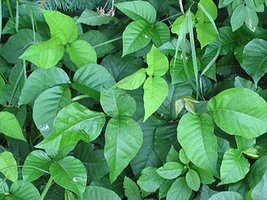 330px-Toxicodendron_radicans.jpg