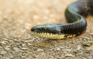 24905744-Black-Rat-Snake-Pantherophis-alleghaniensis-moving-along-the-ground-Stock-Photo.jpg