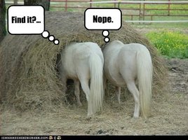 fc33c35e938978bee383bf33c8ce1417--funny-horse-pictures-funny-horses.jpg