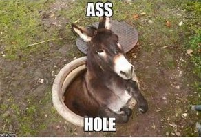 Ass hole.jpg