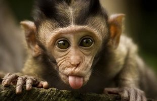 funny-animals-sticking-tongues-14.jpg