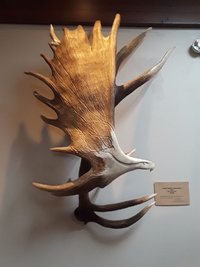 moose and elk horn.jpg