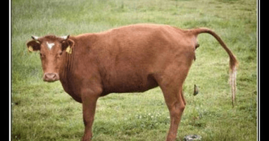 cow bull.png