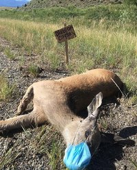 Dead-Deer-in-Livingston.jpg
