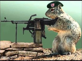 Squirrel-Operating-Gun-Funny-Picture.jpg