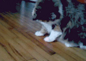 funny-gif-of-a-cat-playing-with-the-red-dot-of-a-laser-pointer.gif
