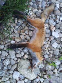 fox pic.jpg
