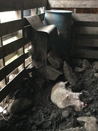 raccoon pig feeder 10.25.21.jpg