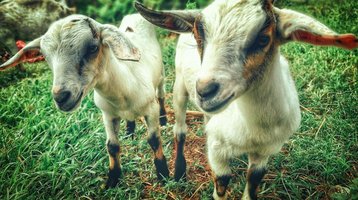 two-white-goat-kids-mini-goats-px-Feature.jpg