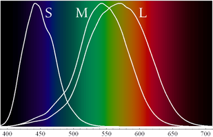 Human-vision-cone-spectrum-768x498.png