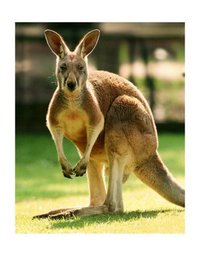 541447~Australian-Kangaroo-Posters.jpg