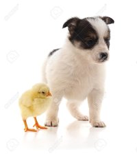 99560964-cute-puppy-and-yellow-chicken-isolated-on-a-white-background-.jpg