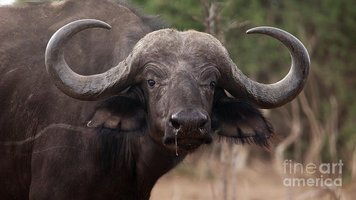 nice-buffalo-horns-mareko-marciniak.jpg