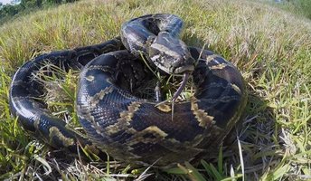 giant-python-indonesia.jpg