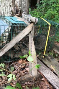 Raccoon Havahart trap Oct 18.jpg
