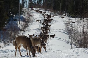 Deer trail.jpg