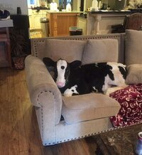 mini-cattle-sitting-on-couch.jpg