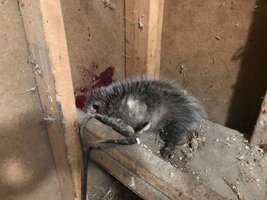dead opossum.jpg