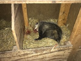 opossum chicken coop 01.24.23.jpg
