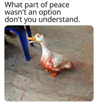 duck_peace_was_never_an_option.jpg