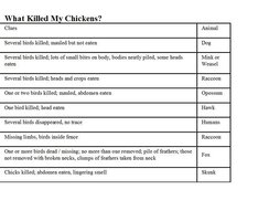 what killed my chickens.jpg