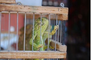 Lizard-in-a-cage.jpg
