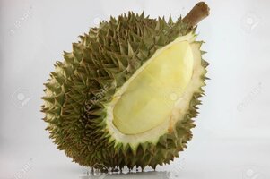 19273270-the-spiky-fruit-called-the-durian-and-the-king-of-fruit.jpeg