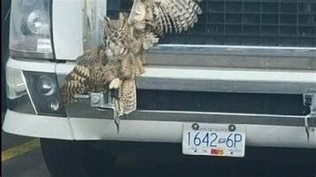 Owl Truck.jpg