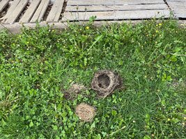 Wrecked robin nest.jpg
