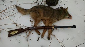 Coyoted-Downed-12-30-15a.jpg