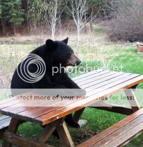 bear-sitting-picnic-table.jpg