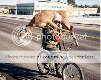 deer-bike.jpg