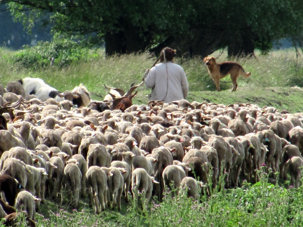 sheep-herding.JPG