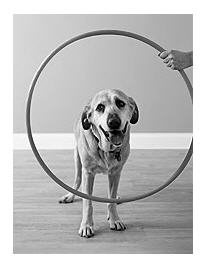 must-an-old-dog-jump-through-hoops.jpg