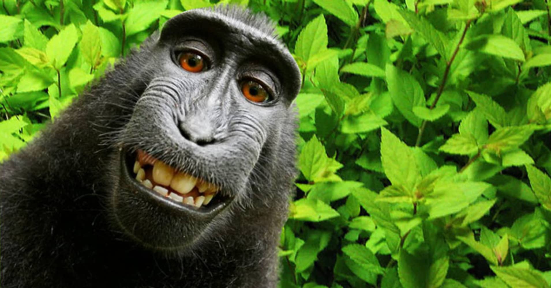 101939893-Monkey-selfie.1910x1000.jpg