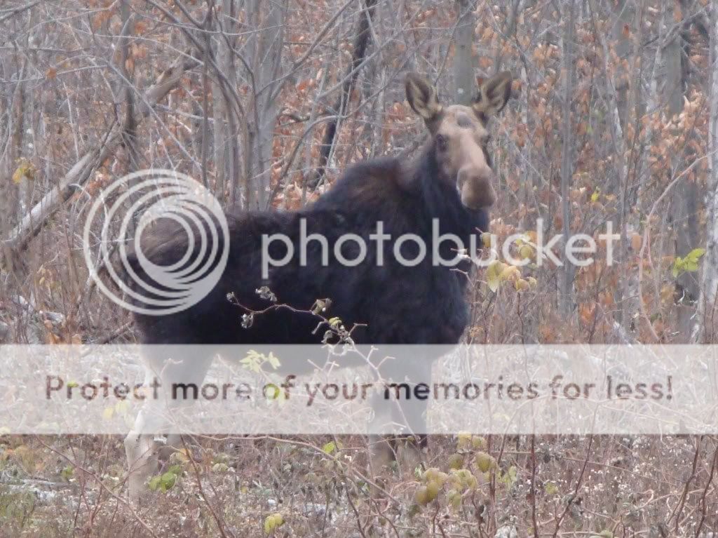 moose3.jpg