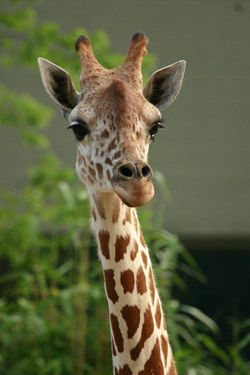 giraffe-animals-172255_500_750.jpg