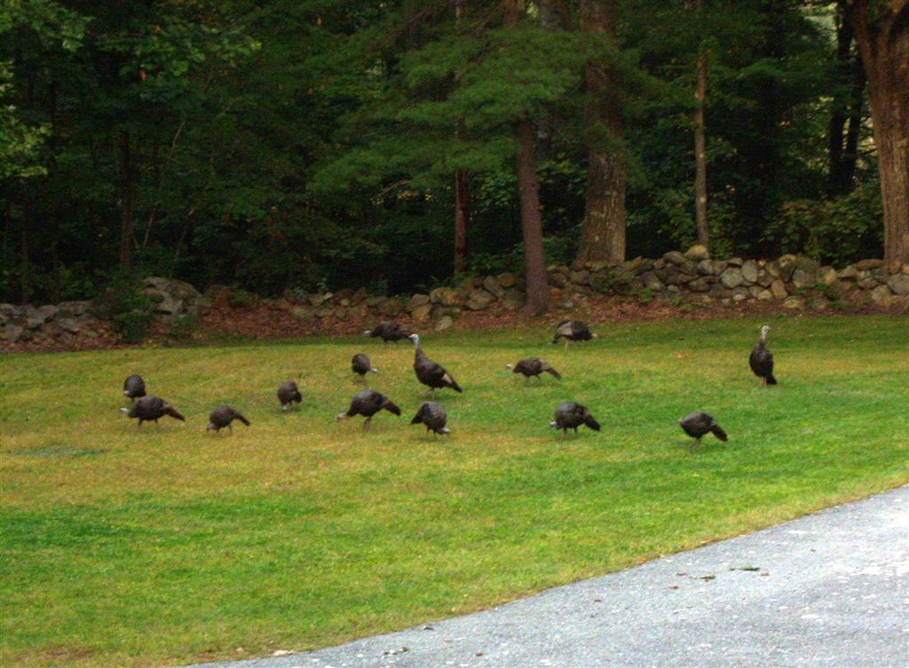 turkeys_front_yard.jpg