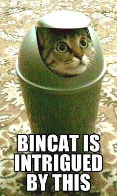090516-bincat-is-intrigued.jpg