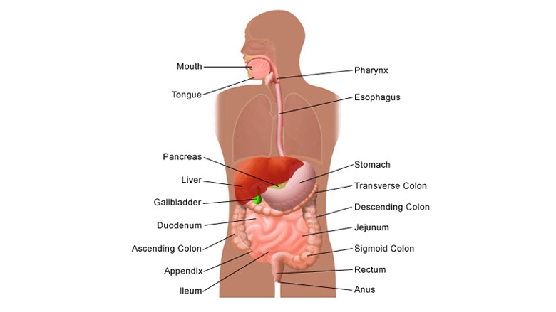 anatomy-of-stomach-appendix-illustration-canonical.jpg