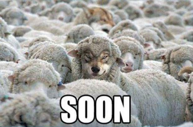 soon-wolf-with-sheep.jpg