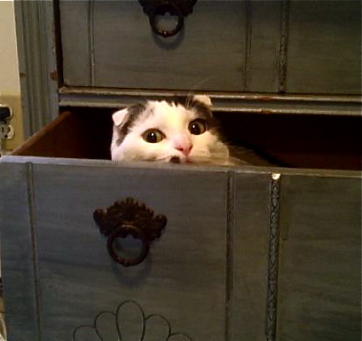 cat-hiding-in-drawer.jpg