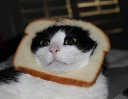 cat-bread-5.jpg